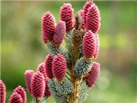 32b38e38-Picea pungens.jpg